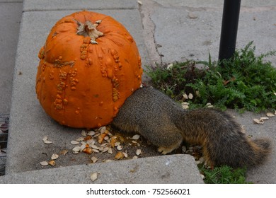 Squirrel Eating Pumpkin
