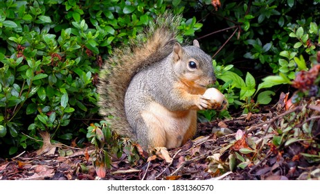 Squirrel Eating Some Nuts Acorn In A Park In Houston Texas In The Forest America Travel Wildlife Grey Gray Adventure Photography Great Outdoors Saving For Rainy Day Leaves Close Up         