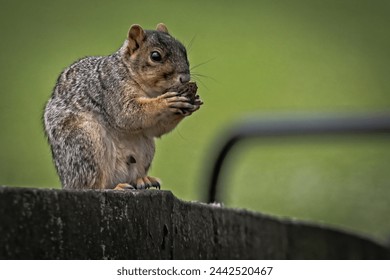 A squirrel is eating a walnut while poised on the top of a fence