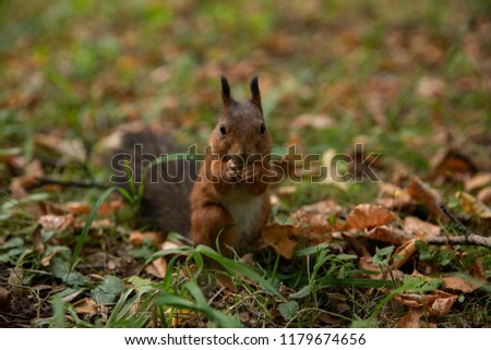 Similar – Squirrel II Environment