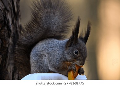 A squirrel eats an apple at a bird feeder in winter.