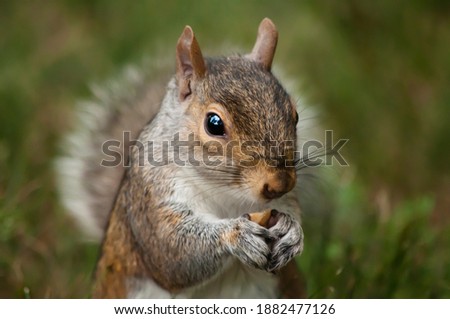 Similar – Image, Stock Photo closeup of grey squirrel face