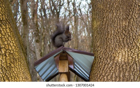 Squirrel eats in the forest in winter