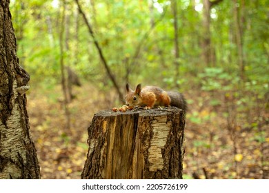 A squirrel eats a nut on a stump. Cute squirrel. Squirrel in nature. Squirrel