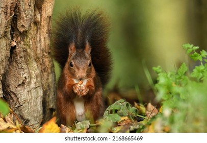Squirrel eats a nut scene. Cute squirrel. Squirrel in nature. Squirrel