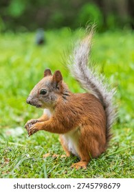 Squirrel eats a nut while sitting in green grass. Eurasian Red squirrel, Sciurus vulgaris, sitting in grass and eating nut against bright green background