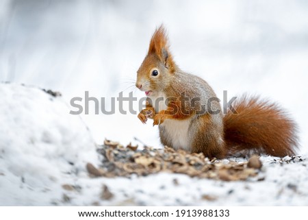 A squirrel eats nuts in a snowy park.