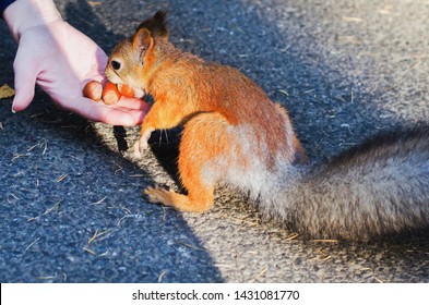 squirrel eating nuts from woman s hand images stock photos vectors shutterstock