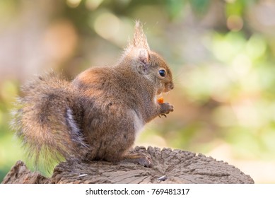 Squirrel eats a piece of a carrot on the stump.
