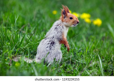 a squirrel eats walnuts in the garden.artvin