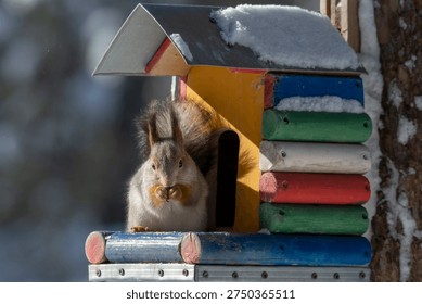 A squirrel eats while sitting in a house-shaped feeder