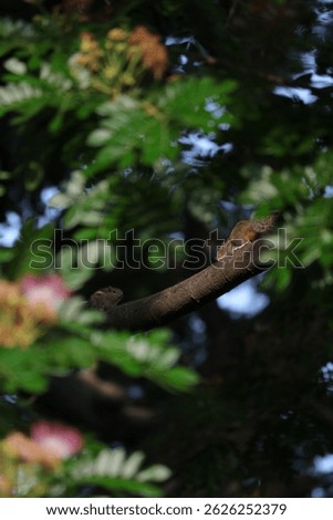 squirrel encounters on a tree branch