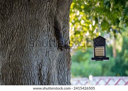 A squirrel eyeing up and looking at a bird feeder while hanging on the side of a tree, upside down.