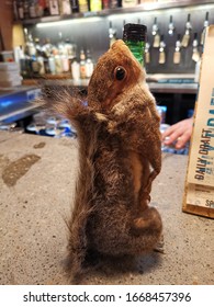 Squirrel Failed Taxidermy Bottle. Old Taxidermy. 