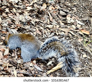 Squirrel in fall leaves
