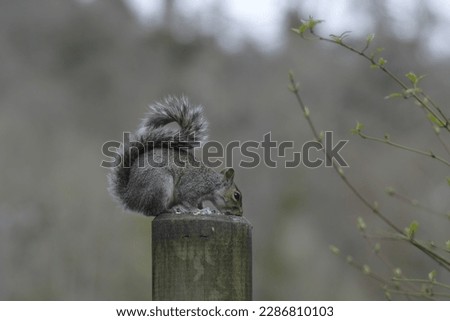 A squirrel feasting on nuts.