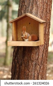 In Squirrel Feeder