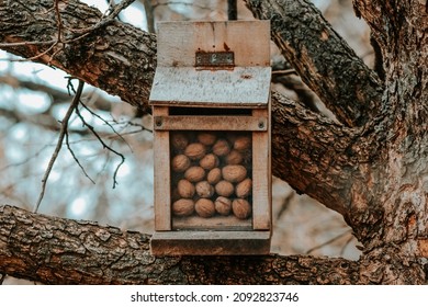 
A Squirrel Feeder Full Of Nuts