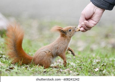 Squirrel. Feeding Wild Animals.