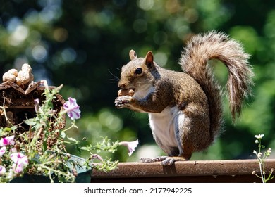 A Squirrel finds a peanut to nibble on