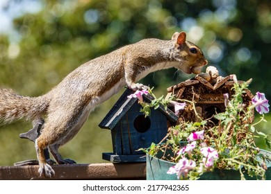 A Squirrel Finds A Peanut To Nibble On