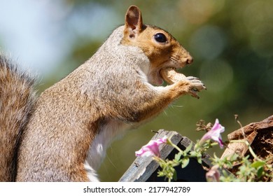 A Squirrel Finds A Peanut To Nibble On