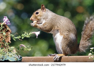 A Squirrel Finds A Peanut To Nibble On