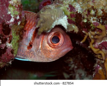 Squirrel Fish