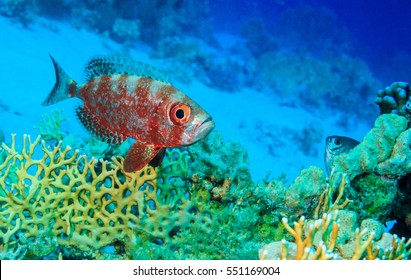 Squirrel Fish Among The Corals