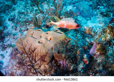 Squirrel Fish Over Hard Coral