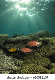 Squirrel Fish Swimming Under Reef In The Red Sea, Dahab, Egypt