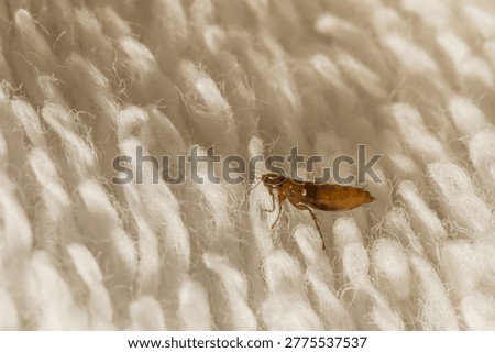 Squirrel Flea - Ceratophyllus sciurorum
