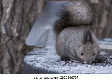 Squirrel with a fluffy tail sitting on snow near a tree trunk