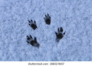 Squirrel footprints in the snow. Latin name Sciurus carolinensis. Small animal tracks