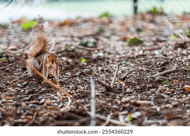 A squirrel forages among leaves and twigs in a natural woodland setting, showcasing the beauty of wildlife in its natural habitat. The image captures the curious and lively nature of the animal. - Powered by Shutterstock