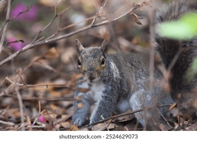 A squirrel forages through dry branches and leaves on the forest floor, blending into its natural woodland surroundings. - Powered by Shutterstock