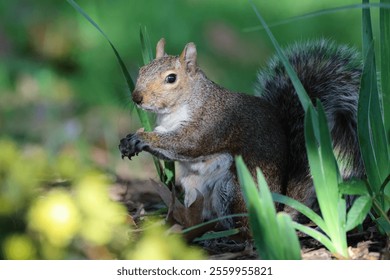 A squirrel foraging among green foliage in a sunlit park, showcasing its bushy tail and alert expression. - Powered by Shutterstock