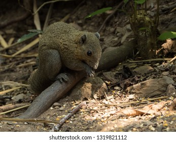 squirrel in the forest
