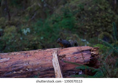 Squirrel in a Forest