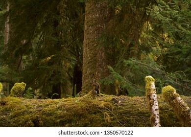 Squirrel in a Forest