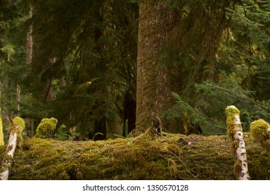 Squirrel in a Forest