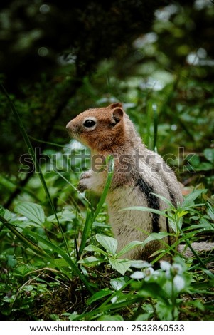 Similar – Image, Stock Photo snail family Nature Meadow