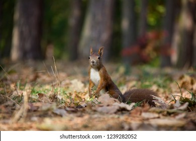 Squirrel in forest. Czech Republic.