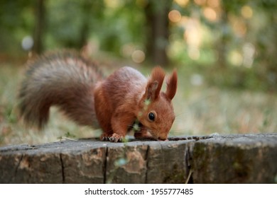 squirrel in the forest on a stump eats a nut, fluffy tail, autumn, fallen leaves