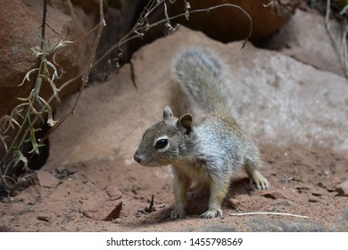 Squirrel Found In Mount Zion Park In Utah