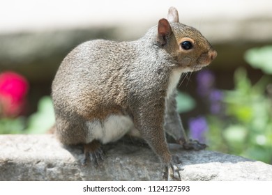 squirrel in the garden