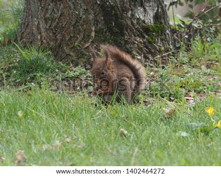 Squirrel in the garden. Red squirrel eating in my garden in Vendée, France.