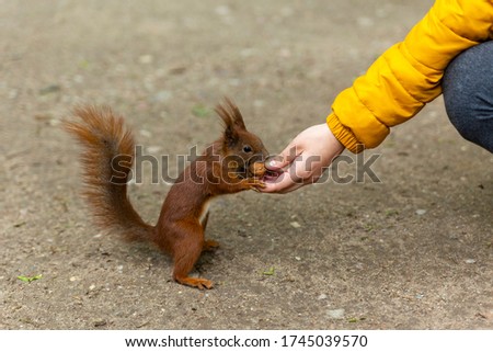 squirrel getting nut from woman's hand