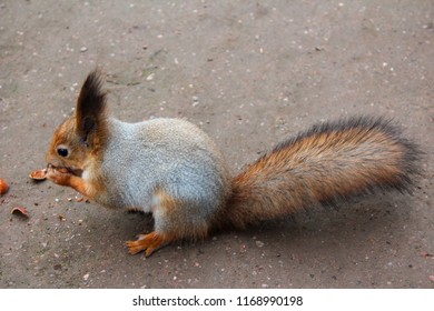 the squirrel gnaws nuts. squirrel. nuts.