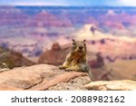 Squirrel at Grand Canyon National Park in a sunny day, Arizona, USA